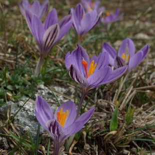 Crocus corsicus